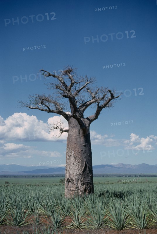 MADAGASCAR, Near Berenty, Single Baobab Tree in sisal plantation