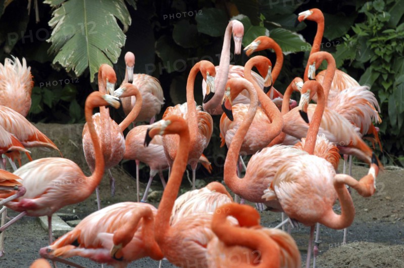 SINGAPORE, Jurong, Jurong Bird Park. Group of pink Flamingoes