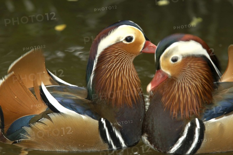 SINGAPORE, Jurong, Jurong Bird Park. Portrait of two Mandarin ducks