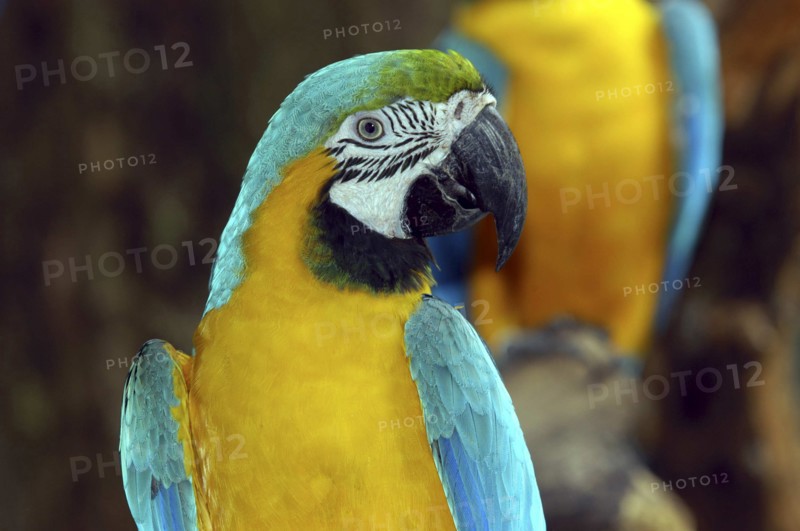 SINGAPORE, Jurong, Jurong Bird Park. Portrait of a yellow and blue Parrot