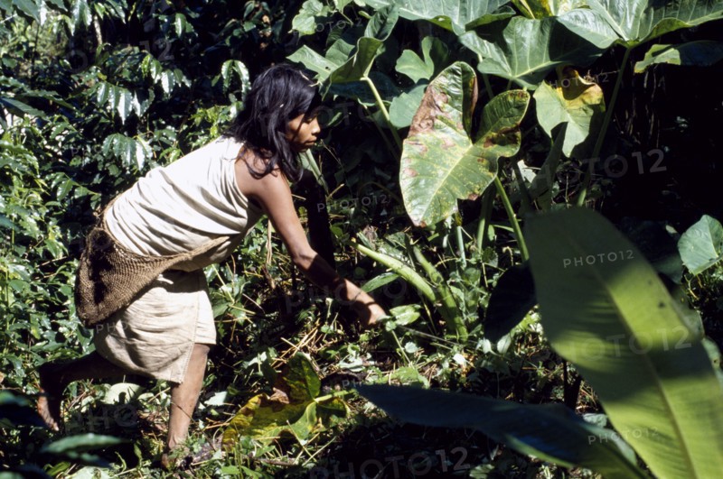COLOMBIA, Indigenous People, Kogi woman gardening.