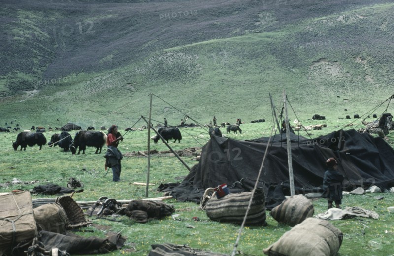 TIBET, Nomadic People, Tibetan nomads erecting tent at new yak camp