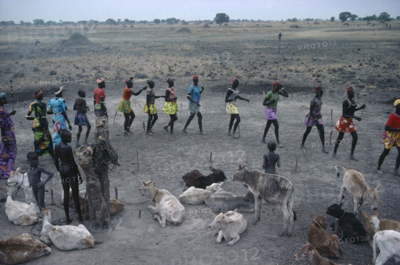 SUDAN, Tribal People, Dinka tribe performing wedding dance around cattle to be given as dowry.