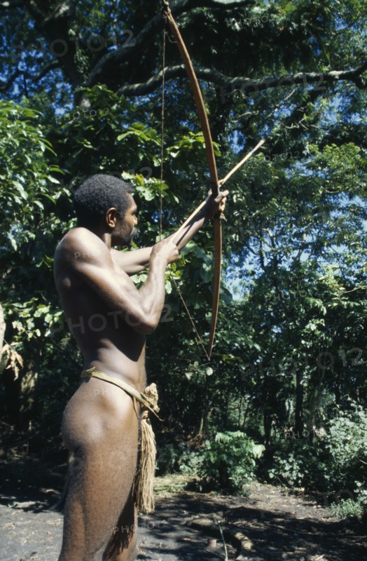 PACIFIC ISLANDS, Melanesia, Vanuatu, Tanna.  Tribesman hunting fruit bat with bow and arrow.