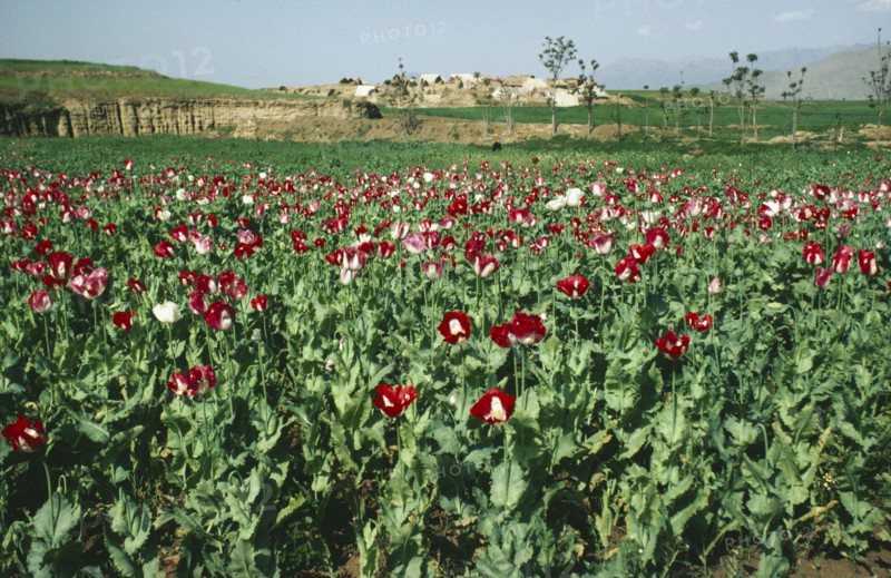 PAKISTAN, Drugs, Field of opium poppies.