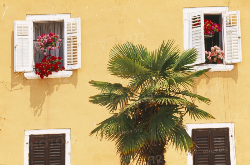 CROATIA, Rovinj, Yellow house front with white painted shuttered windows and palm tree outside