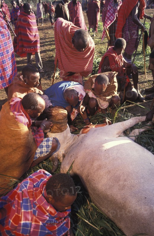 KENYA, Kajiado, A sacrificial cow is suffocated to death at the beginning of an initiation ceremony that will bring the young Maasai Moran or young warriors into manhood. The  neck is slit and blood  is drunk fresh after the animal has died.