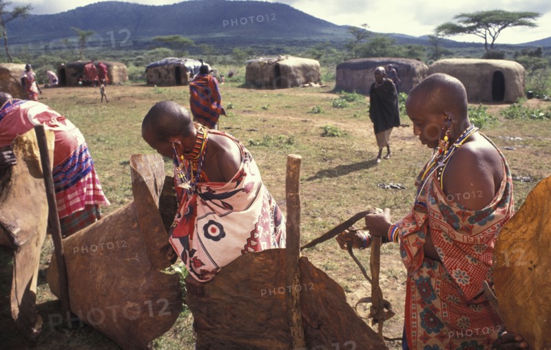 KENYA, Kajiado, Maasai women set up a fence within the Moran village prior to the feast which will end the Morans or young warriors journey into manhood