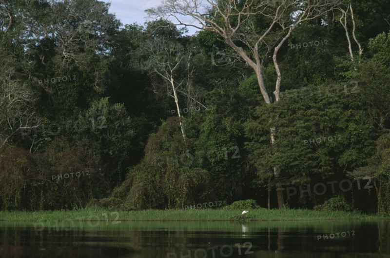 BRAZIL, Amazon, Lago Mamiraua Vareza