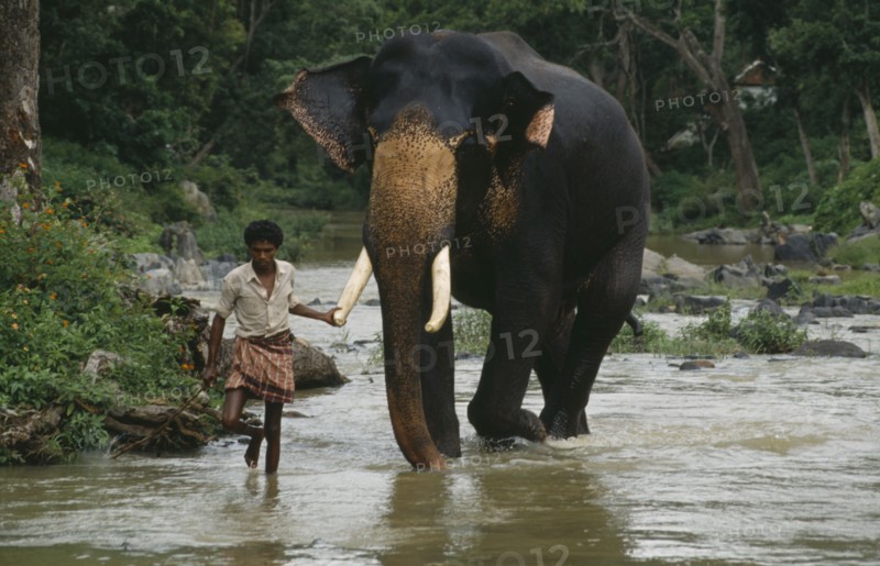 INDIA, Gudular Hills, Mahout leading elephant by the tusk along river.