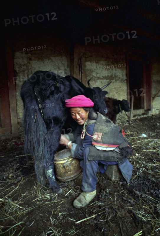 CHINA, Yunnan, Zongdian, Smiling woman milking a Yak in a barn