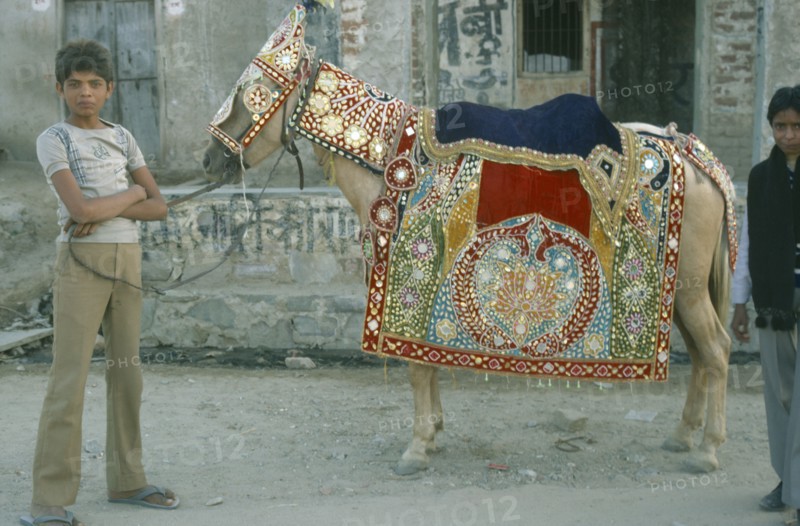 INDIA, Rajasthan, Jaipur, Boy holding pony wearing highly decorated saddle cloth and bridle in preparation for wedding ceremony.