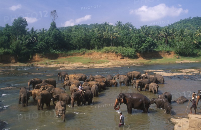 SRI LANKA, Pinnewala, Elephant orphanage near Kegalle.  Elephants bathing in river.