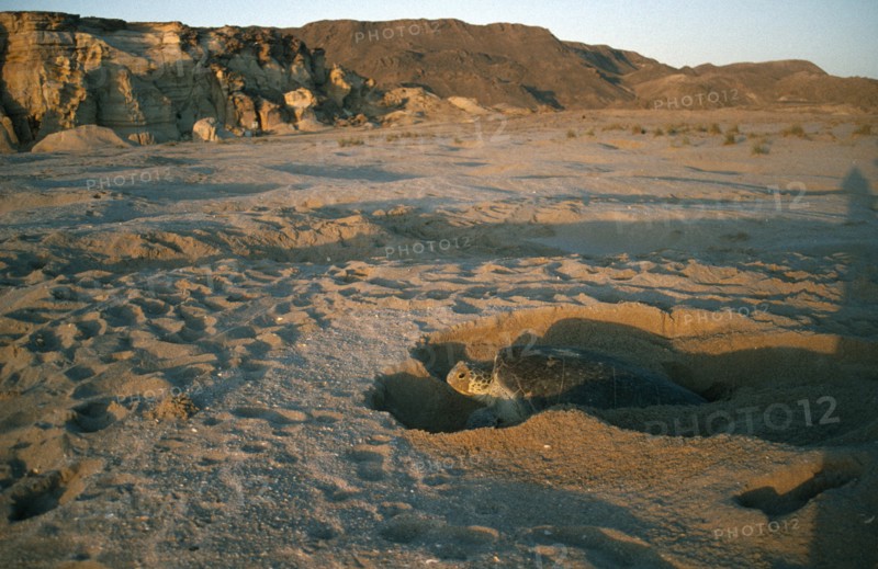 OMAN, Ra’s al Junayz, Green turtle laying eggs at dawn