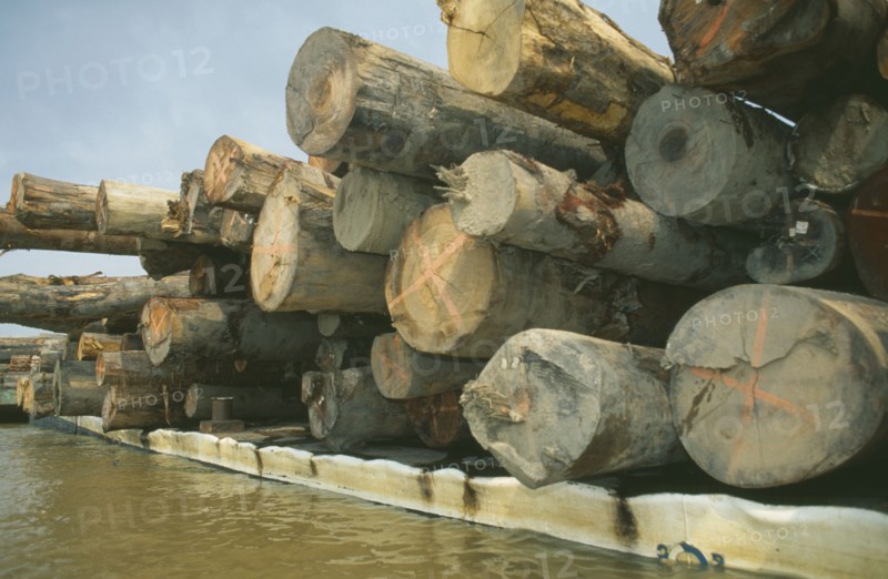 BRAZIL, Amazonas, Amazon River, Jauari district of Itacoatiara. Cut rainforest timber floating down river on a barge