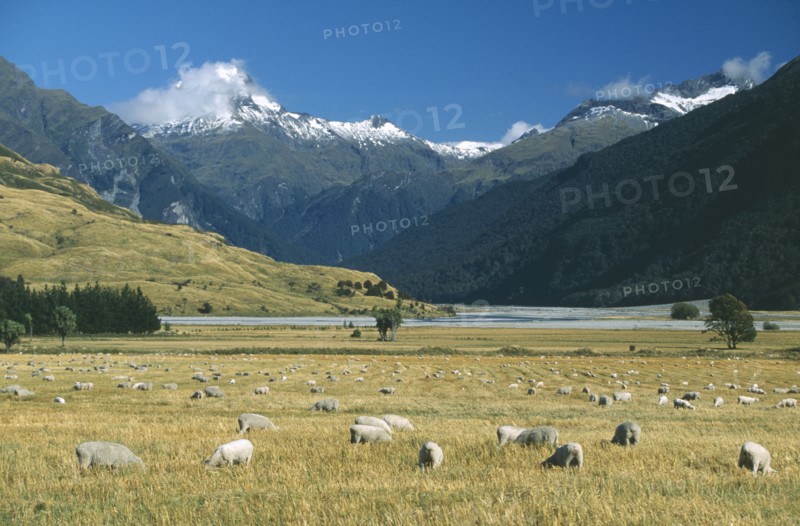 NEW ZEALAND, South Island, Farming, View west across the Makarpra River Valley and grazing sheep towards Mount Aspiring in the Southern Alps in West Otago.