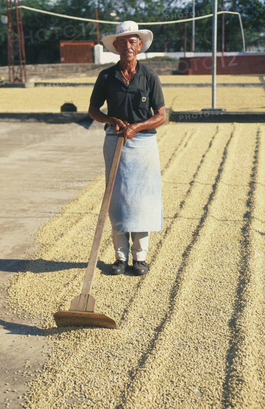 COSTA RICA, San Jose, Worker raking coffee beans to dry in the sun near Barra