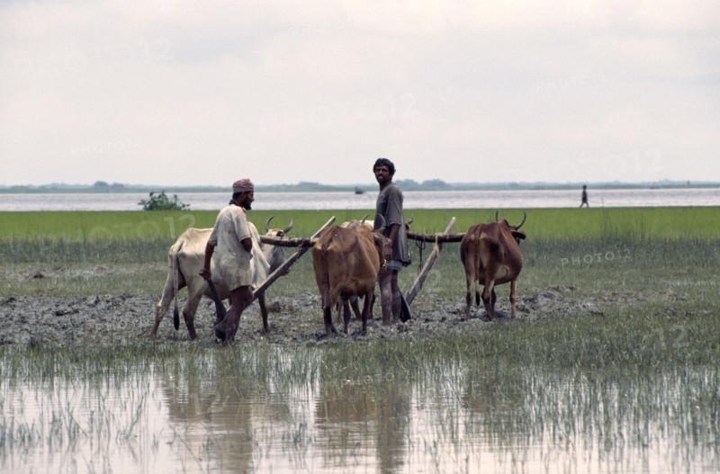 BANGLADESH, General, Oxen ploughing in flooded paddy field