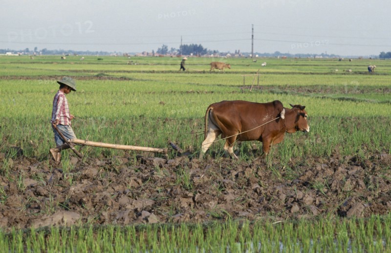 VIETNAM, North, Farming, Farmer ploughing field with ox