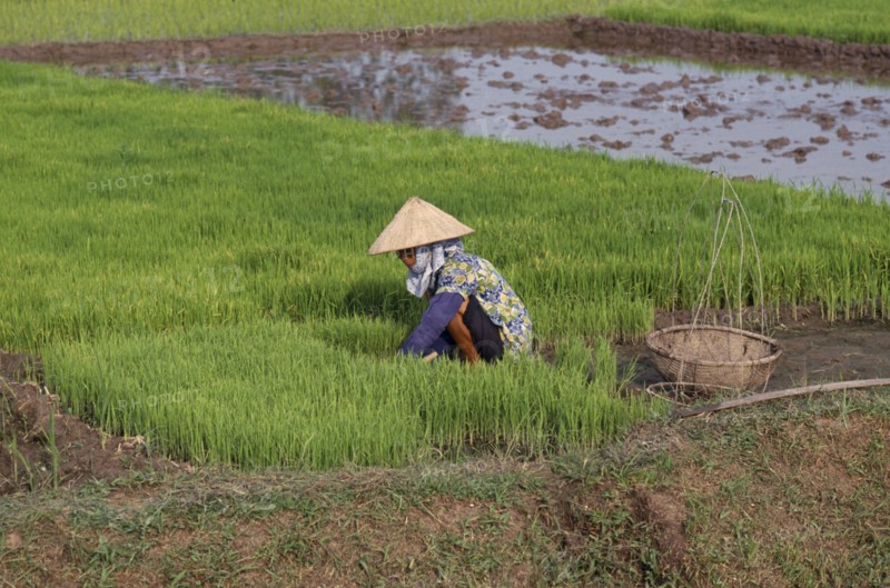 VIETNAM, North, Farming, Woman working with rice seedlings for transplanting