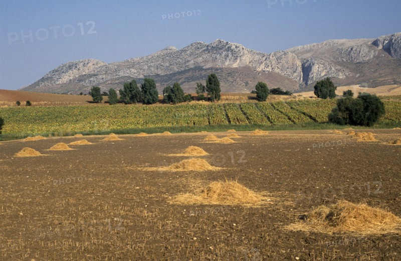 SPAIN, Andalucia, Huerta Y Montes, Harvested fields and sunflower crop in the Rio Guadateba Valley