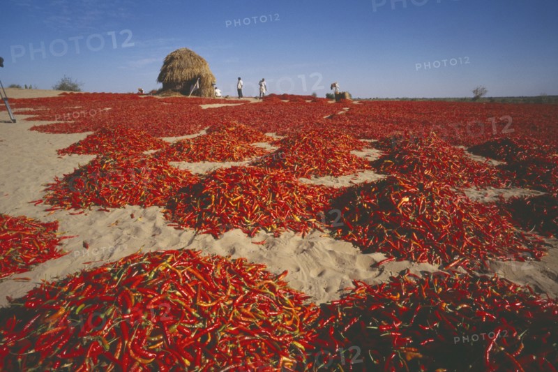 INDIA, Rajasthan, Pokhran, Chillies spread out to dry near Pokhran.