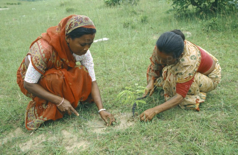 NEPAL, Saptari, Women planting tree sapling as part of community reforestation project.