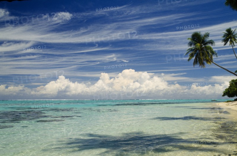 PACIFIC ISLANDS, Polynesia, Society Islands, Moorea.  Beach and overhanging palms with dramatic cloudscape.
