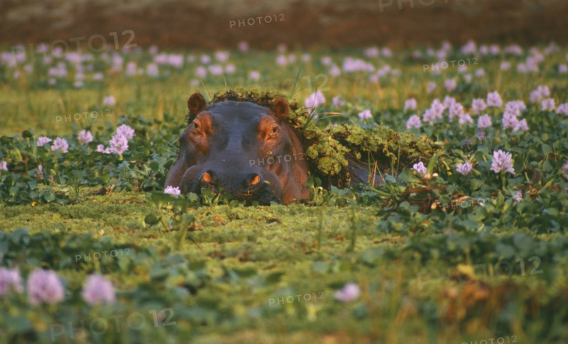 ZIMBABWE, Mana Pools Game Park, Hippo in pool of Nile cabbage weed