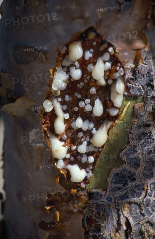 OMAN, Dhofar, Close view of Frankincense tree oozing resin from incisions made in trunk.
