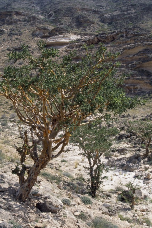 OMAN, Trees, Frankincense tree.