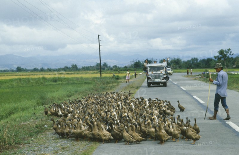 PHILIPPINES, Luzon Island, Agriculture, Peasant farmer herding flock of ducks across road in key NPA land reform area.
