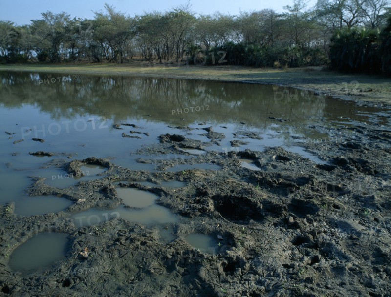 TANZANIA, Selous Game Reserve, Footprints in the mud from a passing elephant herd seen on a walking safari