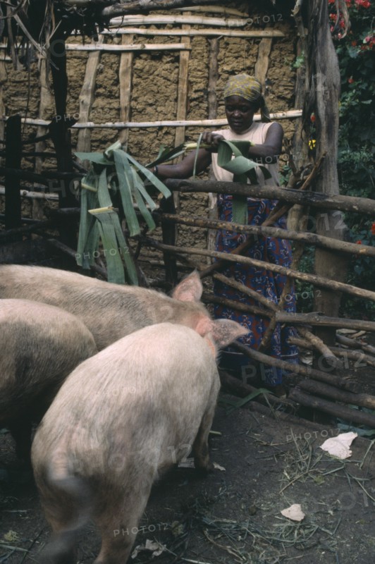 TANZANIA, Farming, Woman feeding pigs.  Example of western farm animals adopted for African use.