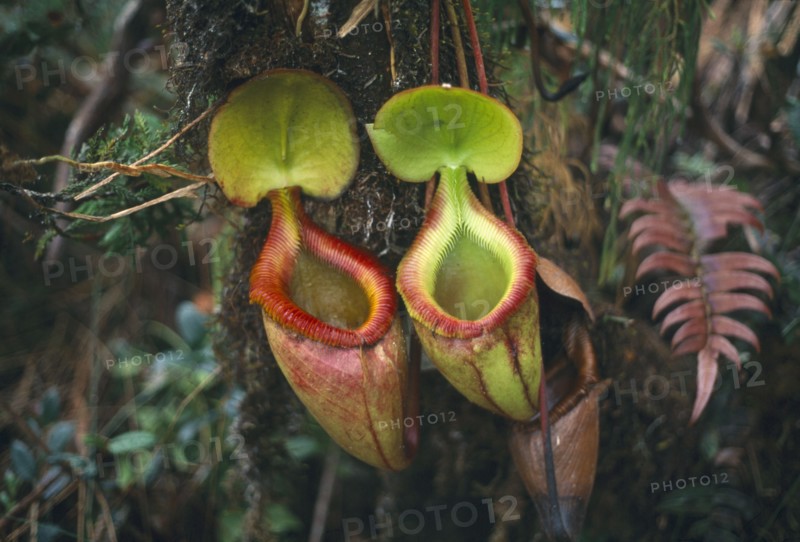 MALAYSIA, Sabah, Mount Kinabalu National Park, Pitcher plants which are a carniverous species that traps insects in water