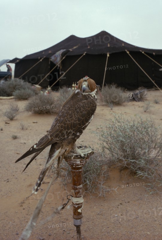 BEDOUIN, Sport, Hooded falcon outside Bedouin tent.