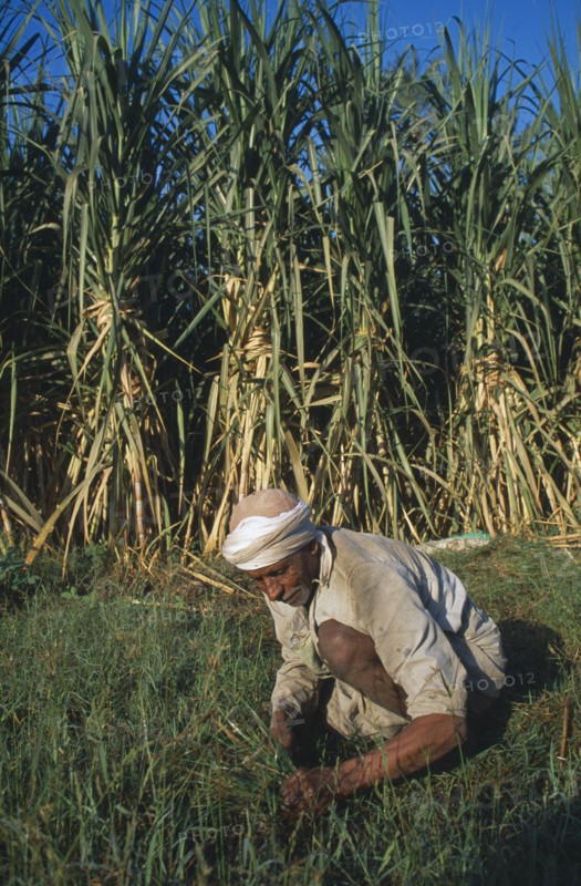 EGYPT, Nile Valley, Luxor, Elderly man weeding sugarcane field.