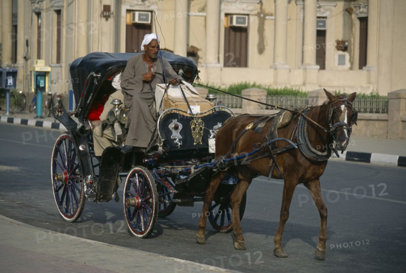 EGYPT, Nile Valley, Luxor, Caleche horse drawn carriage on city road.
