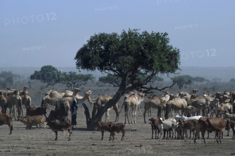 SOMALIA, Agriculture, Camels and cattle with herdsman in rural area.