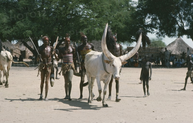 SUDAN, Dinka People, Customs and Rituals, Dinka Cattle festival or Fertility festival with group of young men with large horned bull
