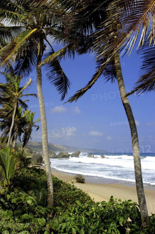 WEST INDIES, Barbados, Bathsheba Beach, Golden stretch of sand seen through palmtrees