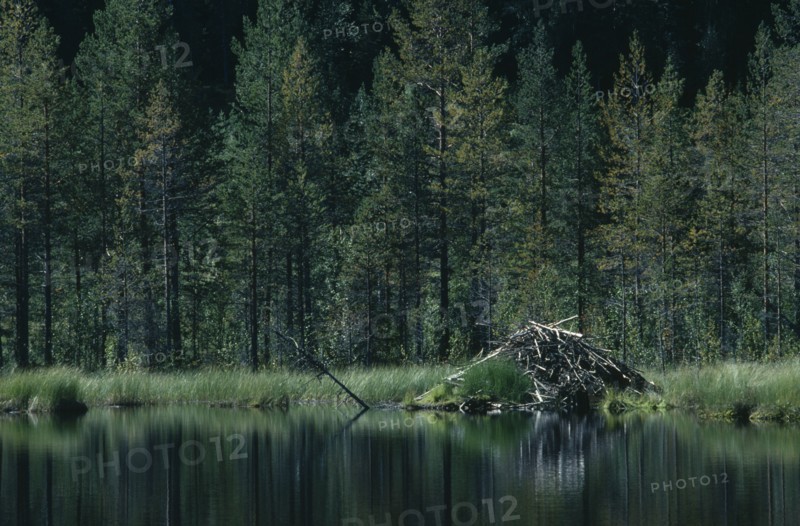SWEDEN, Landscape, Lake beside trees with beaver lodge.
