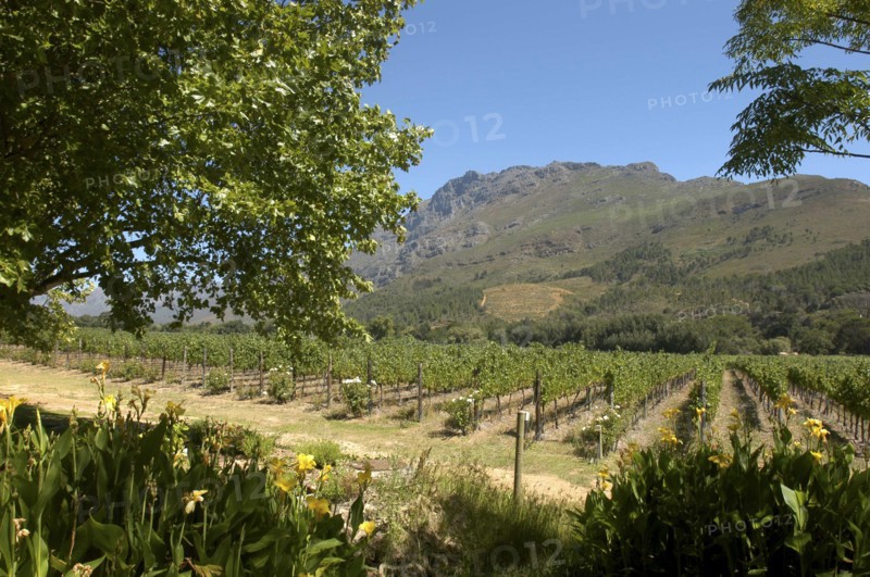 SOUTH AFRICA, Western Cape, Cape Town, Winery vineyards in mountainous landscape