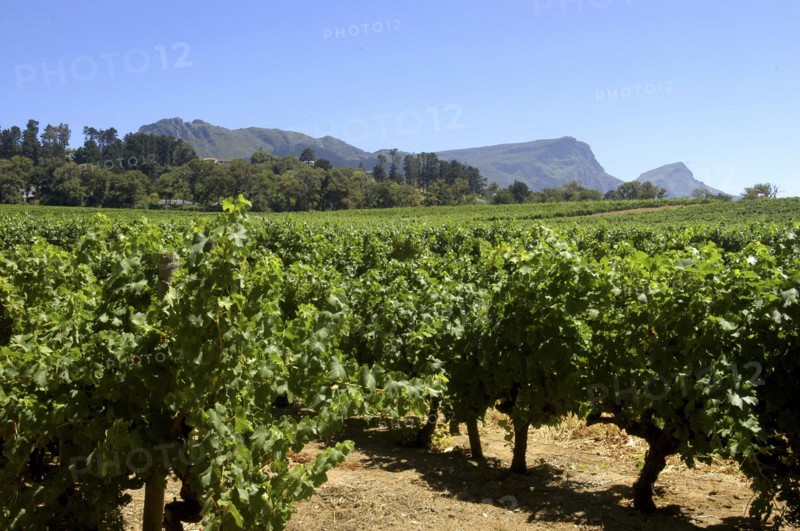 SOUTH AFRICA, Western Cape, Cape Town, Winery vineyards