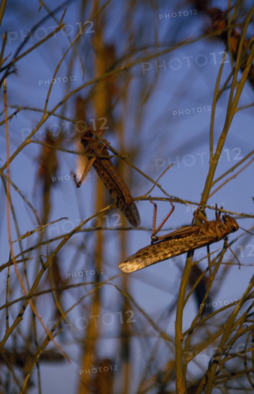 MALI, Sahara Desert, Locusts, Swarm of locusts.