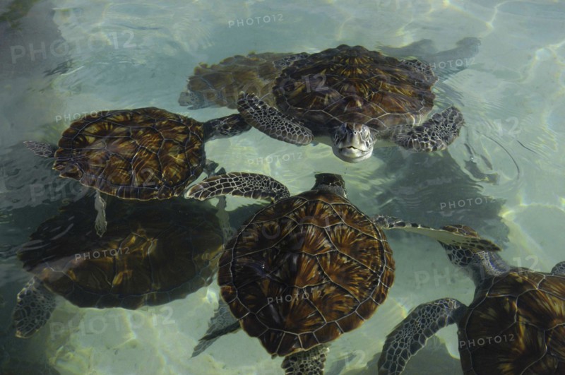 WEST INDIES, Cayman Islands, View looking down on group of turtles in the water in a turtle farm