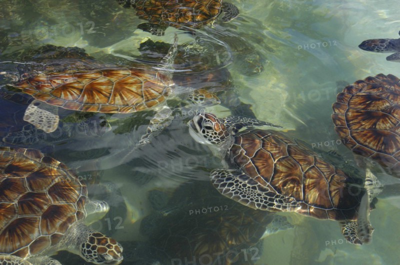 WEST INDIES, Cayman Islands, View looking down on group of turtles in the water in a turtle farm