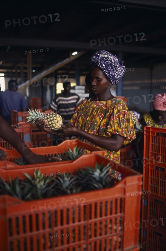 IVORY COAST, Agriculture, Women trimming and packing pineapples at a plantation