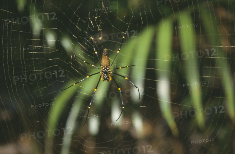 AUSTRALIA, Northern Territory, Lichfield Nat. Park, Golden Orb weaving spider on web.