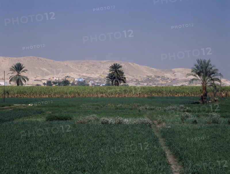 EGYPT, Nile Valley, Luxor, West Bank of Nile. Green lush crops in front of barren hills.